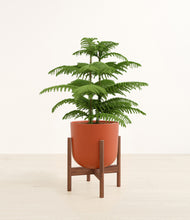 Load image into Gallery viewer, Earth Red stand:walnut