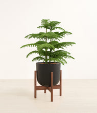 Load image into Gallery viewer, Stone Black stand:walnut