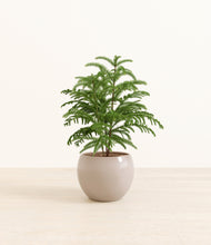 Load image into Gallery viewer, Desert Brown*****Profile