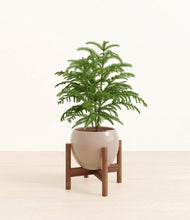 Load image into Gallery viewer, Desert Brown stand:walnut