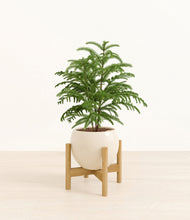 Load image into Gallery viewer, Shiny EggWhite stand:bamboo