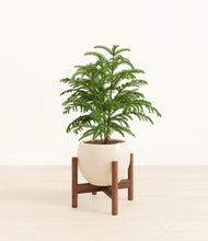 Load image into Gallery viewer, Shiny EggWhite stand:walnut