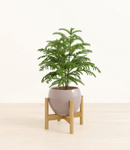 Load image into Gallery viewer, Winter Clouds stand:bamboo