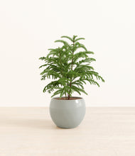 Load image into Gallery viewer, Deep Ocean*****Profile