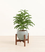 Load image into Gallery viewer, Deep Ocean stand:walnut