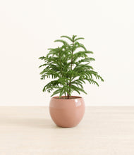 Load image into Gallery viewer, Calm Rose*****Profile