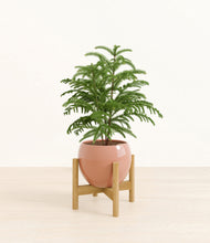 Load image into Gallery viewer, Calm Rose stand:bamboo