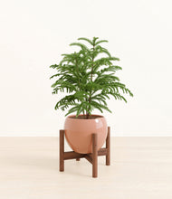 Load image into Gallery viewer, Calm Rose stand:walnut