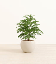 Load image into Gallery viewer, Shiny EggWhite*****Profile