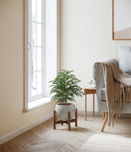 Load image into Gallery viewer, Deep Ocean stand:walnut