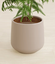 Load image into Gallery viewer, Eternal Gray stand:all