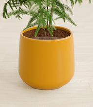 Load image into Gallery viewer, Mustard stand:all