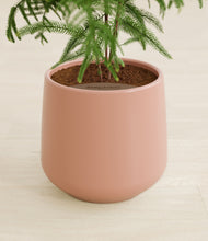 Load image into Gallery viewer, Calm Rose stand:all