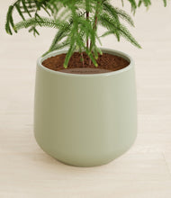 Load image into Gallery viewer, Turquoise stand:all