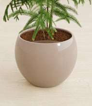 Load image into Gallery viewer, Desert Brown stand:all