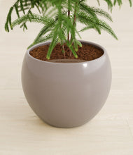 Load image into Gallery viewer, Winter Clouds stand:all