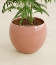 Load image into Gallery viewer, Calm Rose stand:all