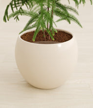 Load image into Gallery viewer, Shiny EggWhite stand:all