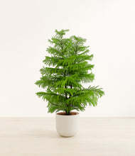 Load image into Gallery viewer, Natural Bamboo*****Profile