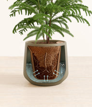 Load image into Gallery viewer, Olive stand:all