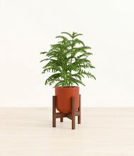 Load image into Gallery viewer, Earth Red stand:walnut