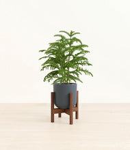 Load image into Gallery viewer, Iron Gray stand:walnut