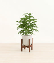 Load image into Gallery viewer, Natural Bamboo stand:walnut