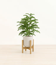 Load image into Gallery viewer, Natural Bamboo stand:bamboo
