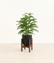 Load image into Gallery viewer, Stone Black stand:walnut