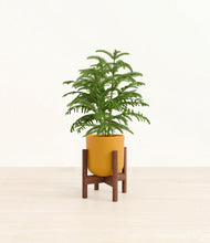 Load image into Gallery viewer, Sunset Orange stand:walnut