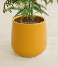 Load image into Gallery viewer, Mustard stand:all