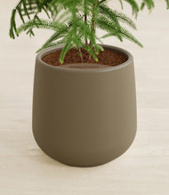 Load image into Gallery viewer, Olive stand:all