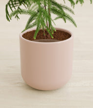 Load image into Gallery viewer, Sandy Pink stand:all