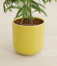Load image into Gallery viewer, Key Lime Yellow stand:all