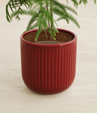 Load image into Gallery viewer, Striped Cherry Red stand:all