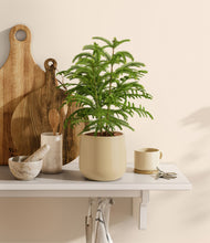 Load image into Gallery viewer, Almond Green stand:all
