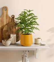 Load image into Gallery viewer, Mustard stand:all