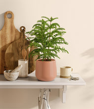 Load image into Gallery viewer, Calm Rose stand:all