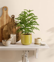 Load image into Gallery viewer, Key Lime Yellow