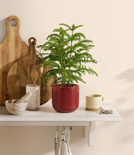 Load image into Gallery viewer, Striped Cherry Red