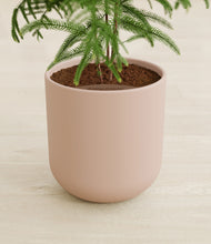 Load image into Gallery viewer, Sandy Pink stand:all