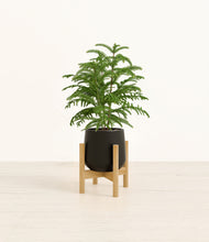 Load image into Gallery viewer, Black stand:bamboo