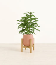 Load image into Gallery viewer, Calm Rose stand:bamboo