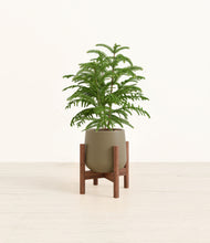 Load image into Gallery viewer, Olive stand:walnut