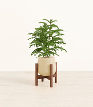 Load image into Gallery viewer, Almond Green stand:walnut