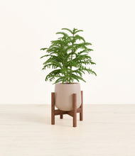 Load image into Gallery viewer, Eternal Gray stand:walnut