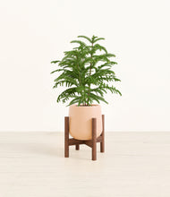 Load image into Gallery viewer, Gentle Pink stand:walnut