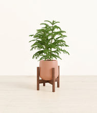 Load image into Gallery viewer, Calm Rose stand:walnut