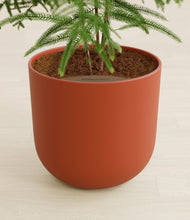 Load image into Gallery viewer, Earth Red stand:all