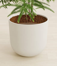 Load image into Gallery viewer, Natural Bamboo stand:all